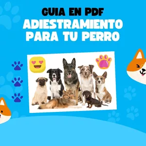 Aprende cómo adiestrar a tu mascota