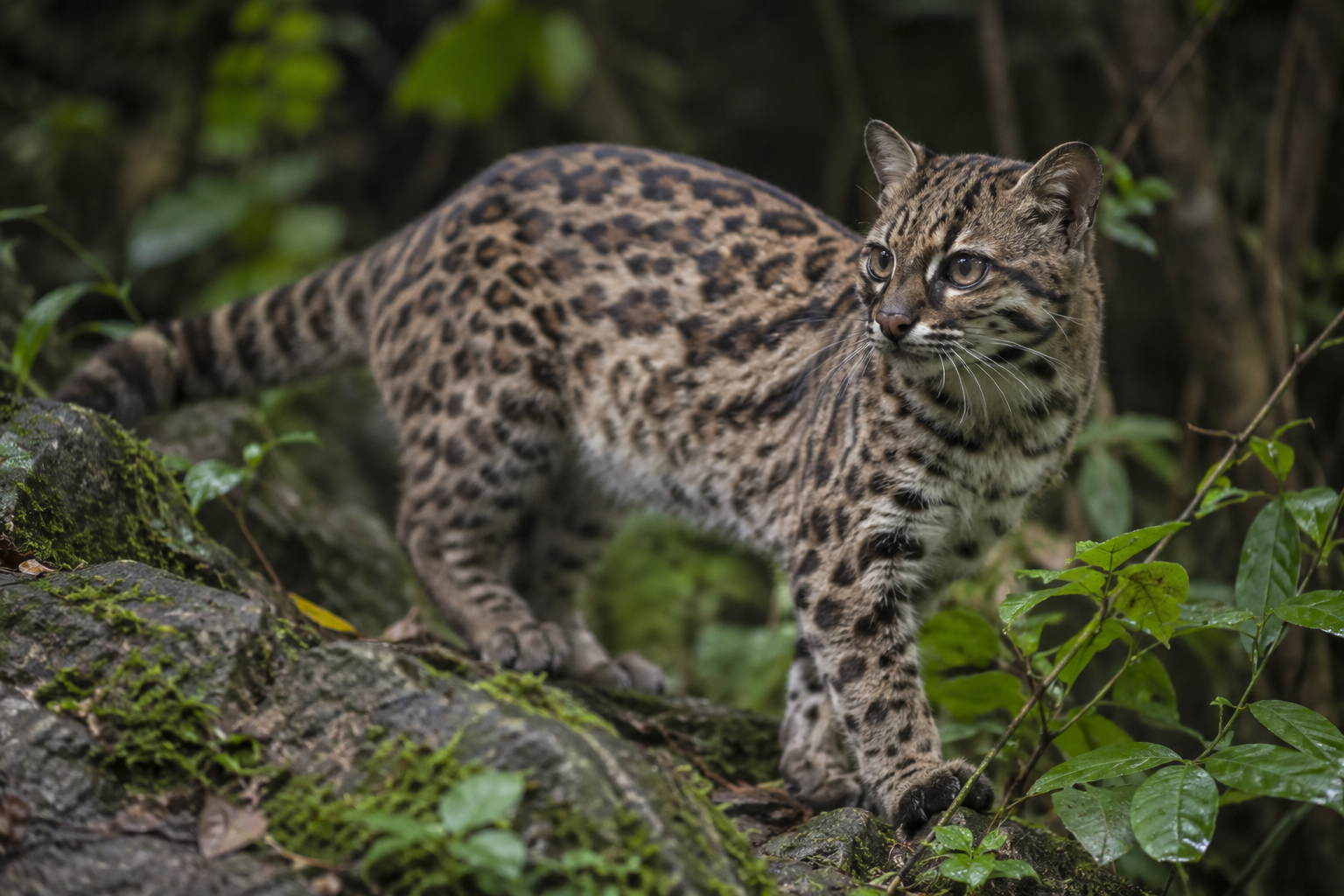 Leopardus tilcayo, felino silvestre de los Yungas de Bolivia